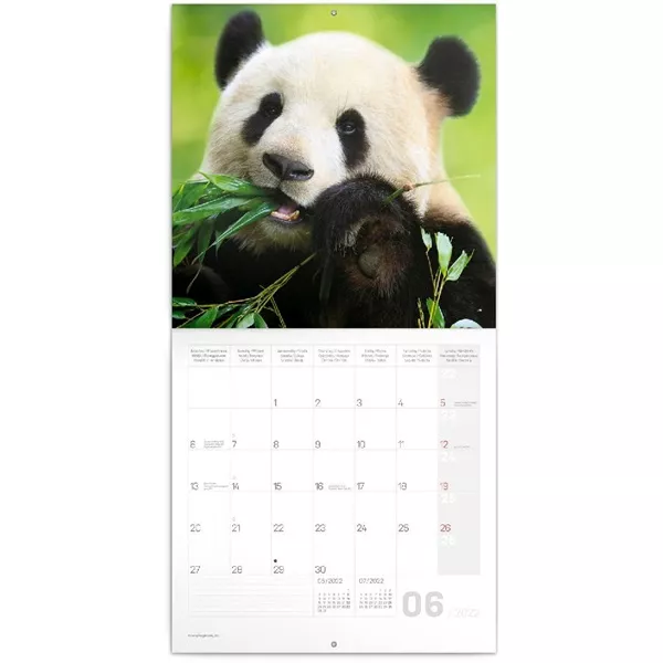 Realsystem 2025 Pandas 6097-PS lemeznaptár