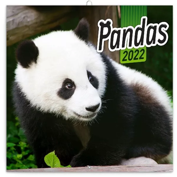 Realsystem 2025 Pandas 6097-PS lemeznaptár