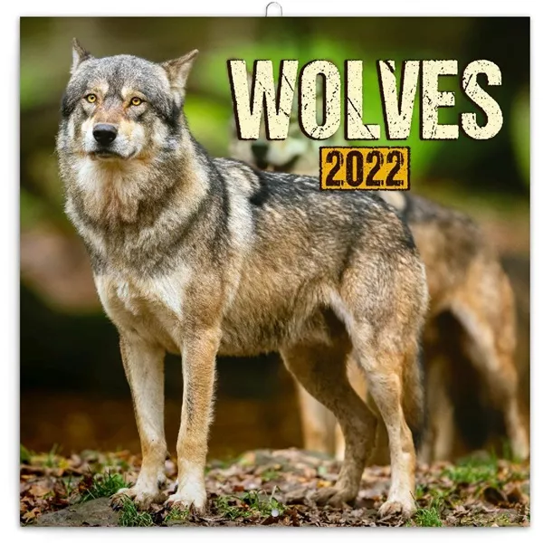 Realsystem 2024-es Wolves 6097-WS falinaptár
